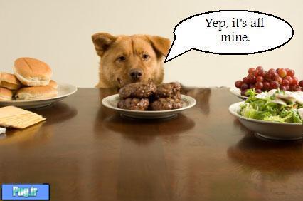 غذای سگهای بد خوراک 