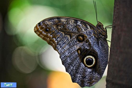 زیبایی پروانه‌ها در تصاویری نفس‌گیر
