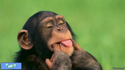 شامپانزه هم مثل انسان لبخند می زند