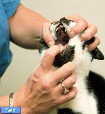 5 بیماری پوست گربه که باید فورا درمان شوند(ترجمه)
