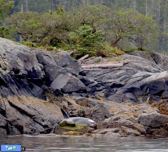 نجات نهنگ از میان صخره‌ها +عکس