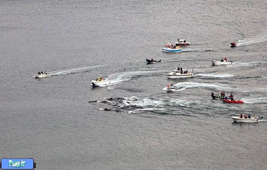 قتل عام نهنگ‌ها در جزایر فارو (16+)