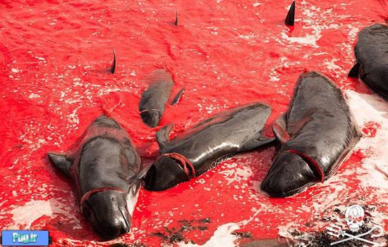 قتل عام نهنگ‌ها در جزایر فارو (16+)