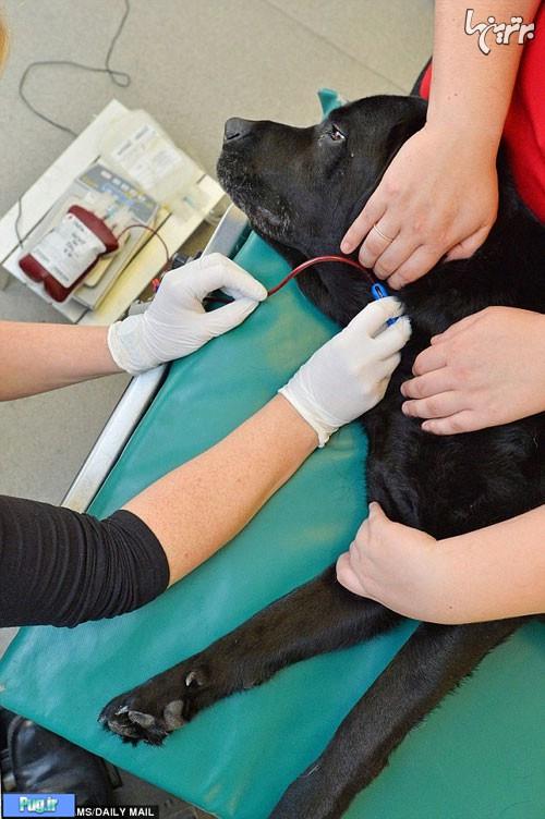 این سگ رکورددار اهدای خون است +عکس
