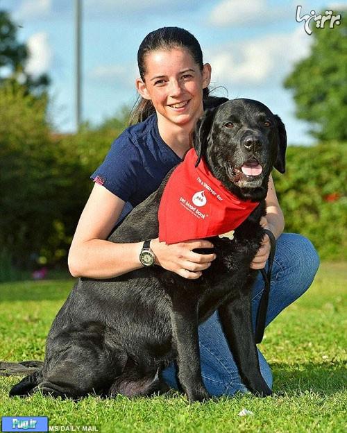 این سگ رکورددار اهدای خون است +عکس