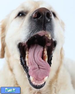 بهترین جرم گیر برای دندان سگ ها 