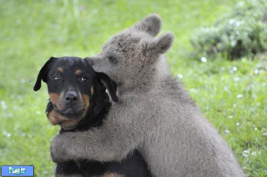 دنیای دوستی‌های شگفت انگیز حیوانات (1)