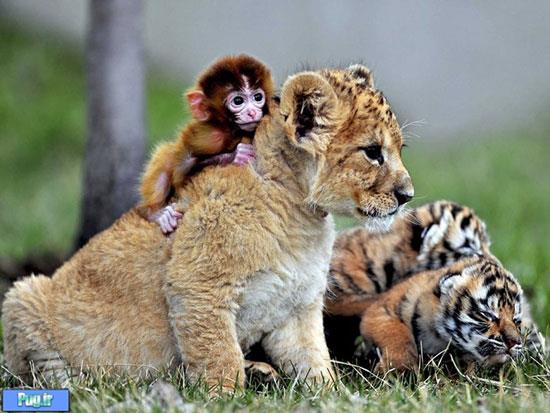 دنیای دوستی‌های شگفت انگیز حیوانات (1)