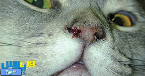 بیماری ویروسی تنفسی فوقانی گربه (fcv)