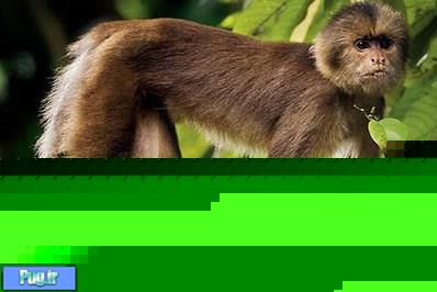 دیدنی ترین میمون های جنگل های آمازون