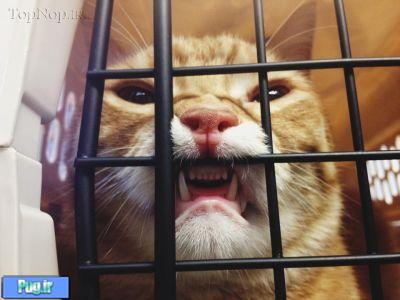 گربه ها زمانی که به دامپزشکی برده میشوند !
