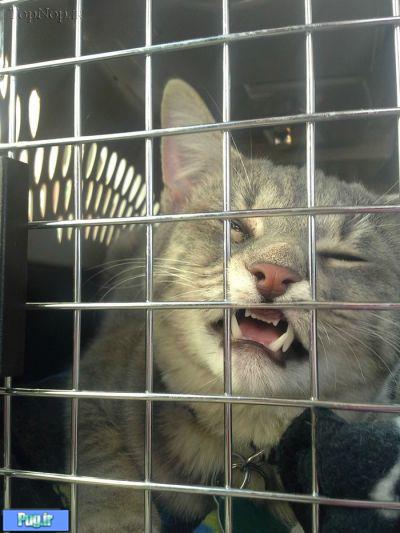 گربه ها زمانی که به دامپزشکی برده میشوند !