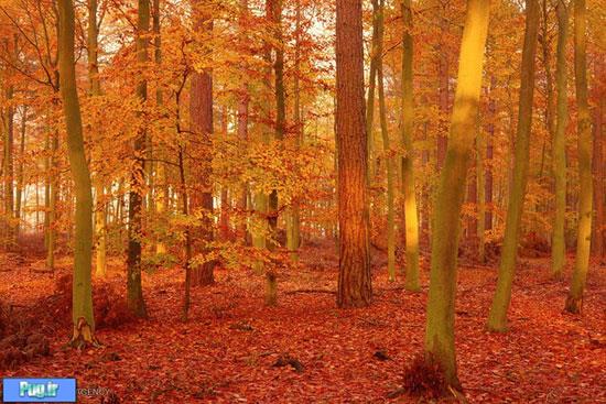 پاییز رویایی در طبیعت انگلیس