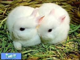 عفونت پوستی باکتریایی در خرگوشها (ترجمه)