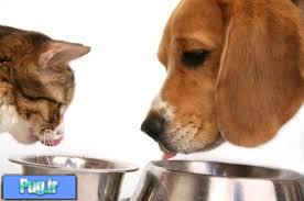 به سگ یا گربه مان چه غذایی بدهیم؟