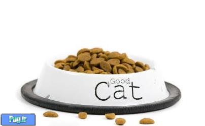 نکات مهمی در مورد تغذیه گربه 