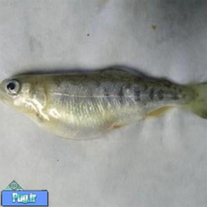 مشکلات کلیوی و دستگاه ادراری در ماهی ها ()