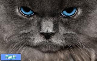 چشم های بچه گربه ها چه زمانی باز میشوند؟ 