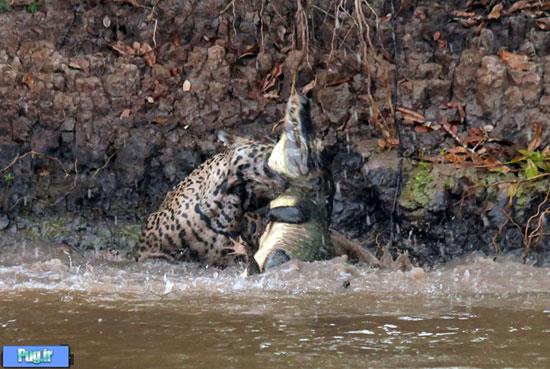 حمله برق‌آسای پلنگ به تمساح 