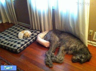سگ ها هر جایی میتوانند بخوابند