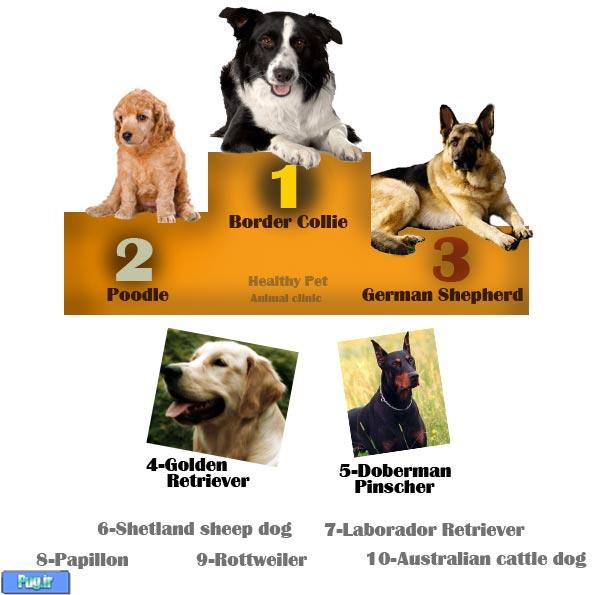 10 نژاد برتر سگ ها 