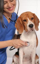۴ راه برای جلوگیری از یبوست در سگ ها