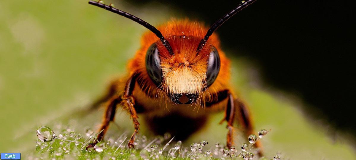 تفاوت رنگ زنبور قرمز با زنبور عسل