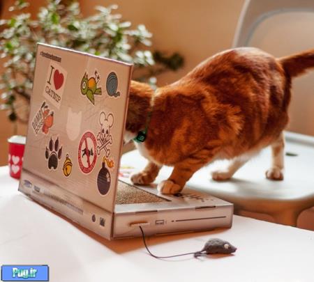 لپ تاپی برای گربه ها 