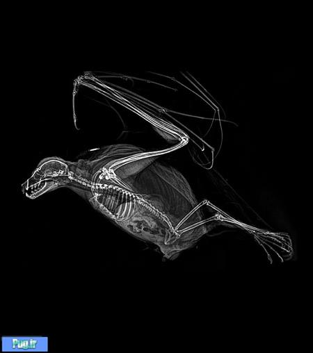 Animal X-Rays