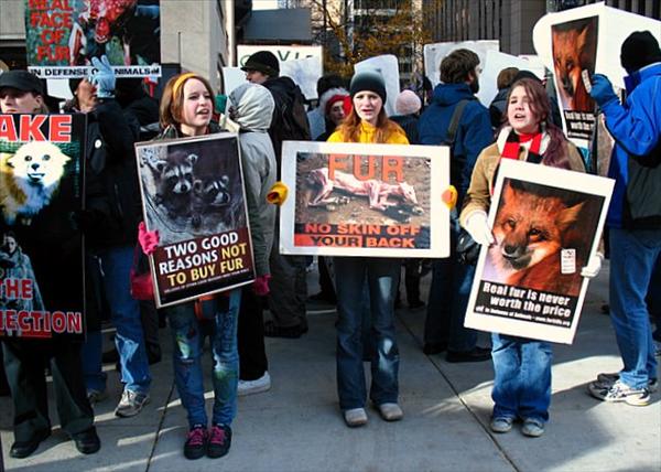 West Hollywood ، اولین شهری در ایالات متحده که فروش خز و پوست حیوانات را غیرقانونی اعلام کرد 