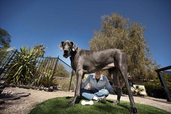 بلندترین سگ جهان