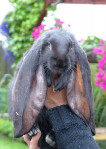 خرگوش لوپ انگلیسی