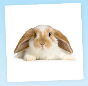 عفونت قارچی در خرگوش ها و خوکچه هندی ها(انتقال,علائم,تشخیص و درمان)