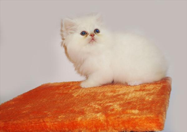 گربه پرشین سفید ماده 