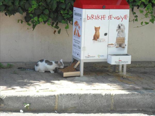 حمایت از حیوانات خیابانی در ترکیه 