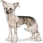 Chinese-Crested