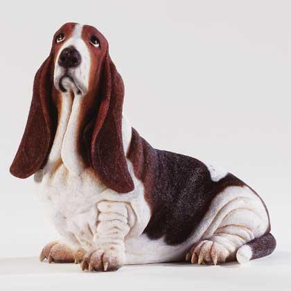 باست هوند -Basset hound-
