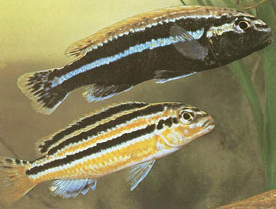 ملانوکرومیس اوراتوس - Melanochromis auratus  