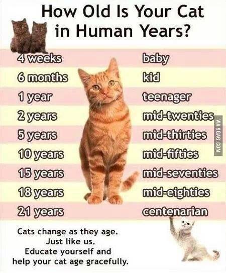 تخمین سن گربه ها در مقایسه با انسان 