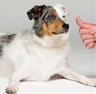 ایا سگ های ناشنوا نیاز به مراقبتهای ویژۀ بهداشتی دارند؟ 