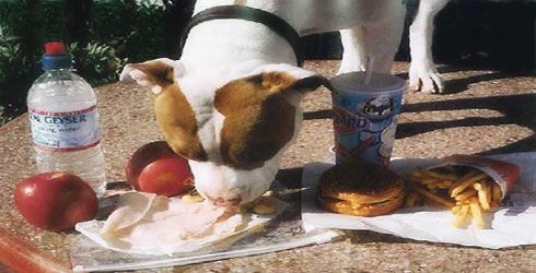 نخوردن غذا از روی زمین توسط سگ ها 