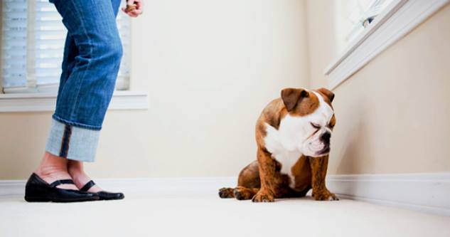 چگونگی رفع 10 مشکل رفتاری در سگ ها