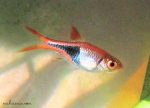 انواع ماهی رازبورا ( Rasbora Fish )