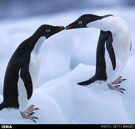 پنگوئن‌ها فقط طعم شور و ترش را می‌فهمند!