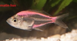 ماهی شیشه ای (Glassfish)
