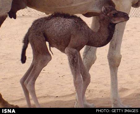 اولین شتر شبیه‌سازی شده جهان در انتظار فرزند