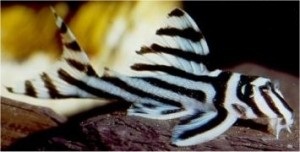 گربه ماهی گورخری (Zebra Pleco)