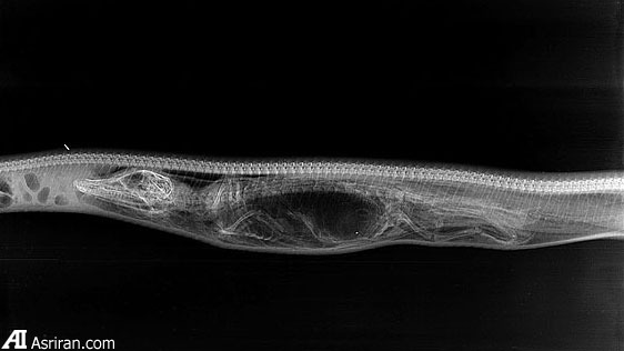مراحل گوارش تمساح در شکم پیتون (گزارش تصویری)