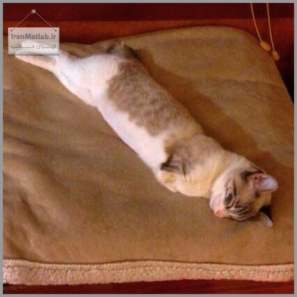 گربه عجیب که دست ندارد (عکس)