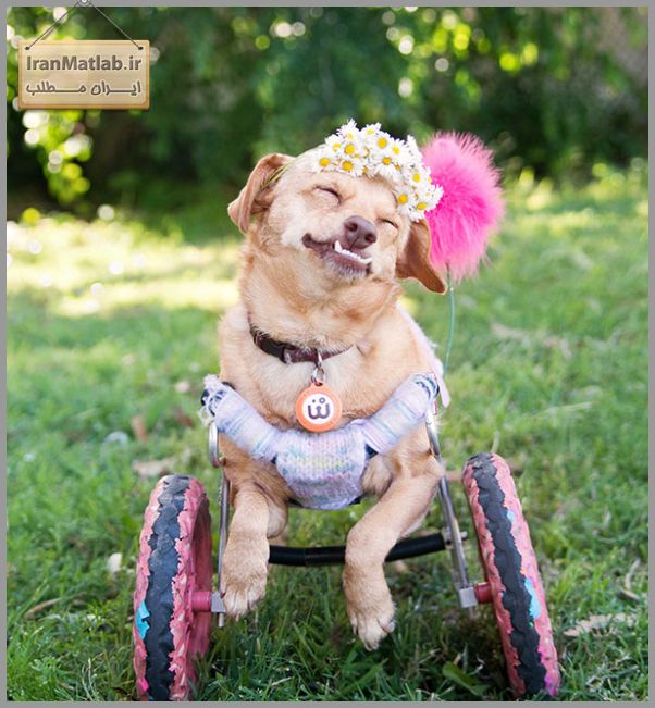 زندگی جالب سگ معلول با صندلی چرخدار (عکس)